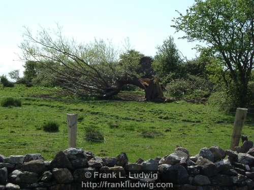 Obstinate Tree